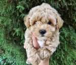 Maltipoo - MM.LV - 2