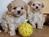 Maltipoo - MM.LV