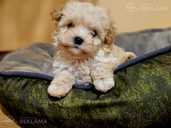 Maltipoo - MM.LV - 2