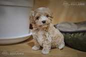 Maltipoo - MM.LV - 3