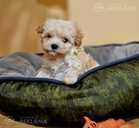 Maltipoo - MM.LV - 4