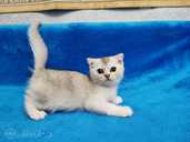 Скоттиш фолд страйт/ Scottish Fold Straight - MM.LV - 4