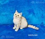 Скоттиш фолд страйт/ Scottish Fold Straight - MM.LV - 8