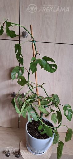 Monstera minima - MM.LV