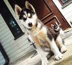 Husky babies - MM.LV