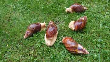 Achatina gliemeži Achatina gliemeži - MM.LV