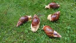 Achatina gliemeži - MM.LV
