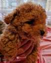 Maltipoo - MM.LV - 2