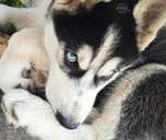 Husky babies - MM.LV