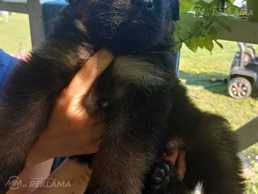 Щенки длиннашорстной овчарки - MM.LV