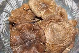 Panteru mušmire/Amanita Pantherina/Мухомор пантерный Panteru mušmire/Amanita Pantherina/Мухомор пантерный - MM.LV