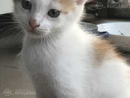 Котёнок Котёнок - MM.LV