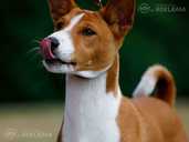 Basenji puppy for sale - MM.LV - 1