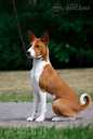 Basenji puppy for sale - MM.LV - 3