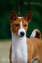 Basenji puppy for sale - MM.LV - 4