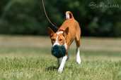 Basenji puppy for sale - MM.LV - 2