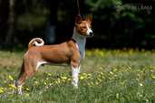 Basenji puppy for sale - MM.LV - 5