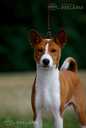 Basenji puppy for sale - MM.LV - 7