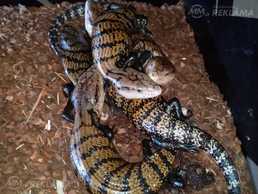 Продам синеязыкого сцинка Tiliqua gigas. Продам синеязыкого сцинка Tiliqua gigas. - MM.LV