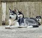 Husky babies - MM.LV