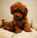 Toy/mini (dwarf) poodle. Toy/nykštukinis pudelis - MM.LV