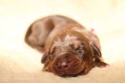 Pārdodu dobermaņu kucēnus fci - MM.LV