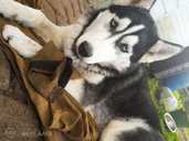 Baby Husky - MM.LV