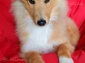 Shetland sheepdog for sale - MM.LV - 2