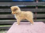 Shetland sheepdog for sale - MM.LV - 3