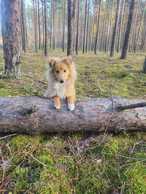 Shetland sheepdog for sale Shetland sheepdog for sale - MM.LV
