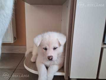 Mīlīgi kucēni Mīlīgi kucēni - MM.LV