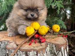 pomeranijas spics pomeranijas spics - MM.LV
