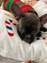 French bulldog puppy - MM.LV - 2