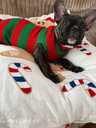 French bulldog puppy - MM.LV - 3