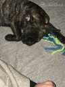 French bulldog puppy - MM.LV - 5