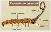 Кордицепс гриб - сушеное плодовое тело. Премиального класса. - MM.LV - 3