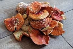 Red toadstools are only premium class. Red toadstools are only premium class. - MM.LV
