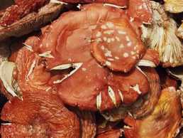 Red toadstools are only premium class. Red toadstools are only premium class. - MM.LV