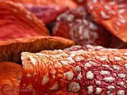Blackberry concentrate in powder of 50 grams. Blackberry concentrate in powder of 50 grams. - MM.LV