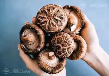 Šitake-multivitamīni no sēnēm. Šitake-multivitamīni no sēnēm. - MM.LV