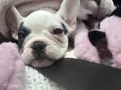 French bulldog - MM.LV