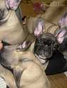 French bulldog - MM.LV - 2