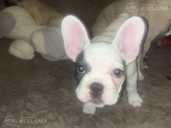 French bulldog - MM.LV - 4