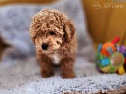 Maltipoo kucēni Maltipoo kucēni - MM.LV