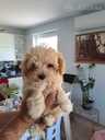 maltipoo - MM.LV - 2