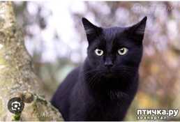 Ищу котенка Ищу котенка - MM.LV