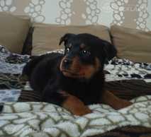 2 mėn.Rotveiler Girl For sale - MM.LV