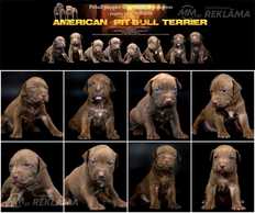 Pitbulterjers Pitbulterjers - MM.LV