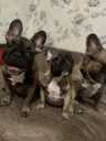 French bulldog - MM.LV - 3