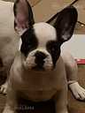 French bulldog - MM.LV - 11